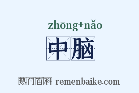 中脑是什么意思的图片